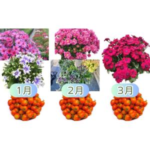 ふるさと納税 お花・トマト定期便 モリヒロ園芸...の詳細画像1
