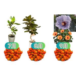 ふるさと納税 お花・トマト定期便 モリヒロ園芸...の詳細画像3