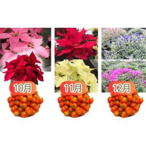 ふるさと納税 お花・トマト定期便 モリヒロ園芸...の詳細画像4