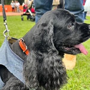 ふるさと納税 選べるサイズの 本革 犬 ・ 猫...の詳細画像2