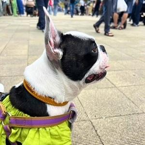 ふるさと納税 選べるサイズの 本革 犬 ・ 猫...の詳細画像3