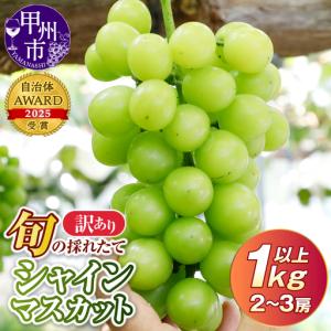 ふるさと納税 【訳あり】旬の採れたてシャインマスカット 1kg以上 2〜3房【2026年発送】（HO）A05-1410 シャインマスカット フルーツ 山梨県甲州市