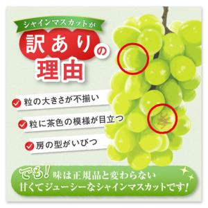 ふるさと納税 【訳あり】旬の採れたてシャインマ...の詳細画像2