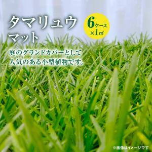 ふるさと納税 【10月から5月に発送】 タマリュウマット KN177-002 庭 芝生 鹿児島県鹿屋市