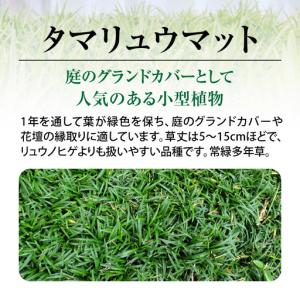 ふるさと納税 【10月から5月に発送】 タマリ...の詳細画像1