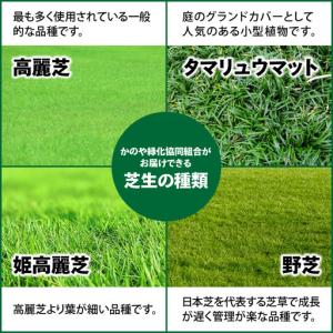 ふるさと納税 【10月から5月に発送】 タマリ...の詳細画像3