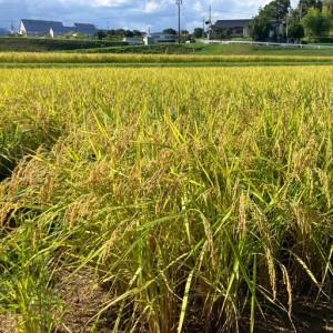 ふるさと納税 【先行受付】岡山県産『にじのきら...の詳細画像2