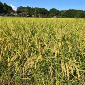 ふるさと納税 【先行受付】岡山県産『にじのきら...の詳細画像2