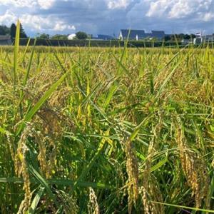 ふるさと納税 【先行受付】岡山県産『にじのきら...の詳細画像2