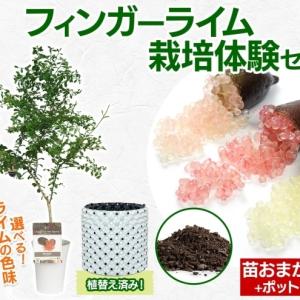 ふるさと納税 フィンガーライム 栽培体験セット 柑橘 フルーツ 苗 栽培セット 植木鉢 家庭菜園 ガーデニング ワクワクプラント 食育 植育 初心.. 神奈川県逗子市