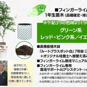 ふるさと納税 フィンガーライム 栽培体験セット...の詳細画像3