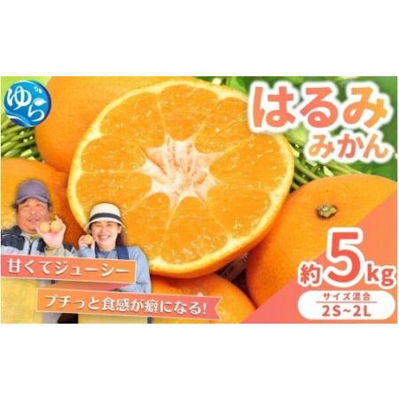 ふるさと納税 はるみ みかん 5kg S〜4Lサイズ混合 / くだもの 甘い 柑橘 果物 和歌山 ※...
