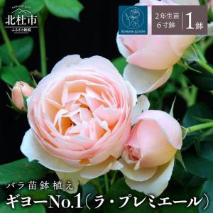 ふるさと納税 【2027年2月以降発送】バラ苗鉢植え「ギヨーNo.1(ラ・プレミエール)」 [h190] 山梨県北杜市