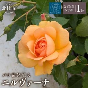 ふるさと納税 【2027年2月以降発送】バラ苗鉢植え「ニルヴァーナ」 [h190] 山梨県北杜市