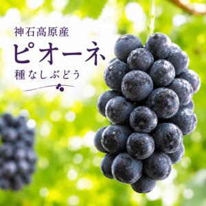 ふるさと納税 【2026年先行予約】ピオーネ 約1kg 種なしぶどう 常温配送《9月後半-10月前半頃出荷》昼夜の寒暖差が育てた濃厚な甘み｜ 株式.. 広島県神石高原町