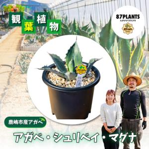 ふるさと納税 多肉植物 アガベ シュリベイ マグナ 園芸 ガーデニング 多肉植物 茨城県鹿嶋市