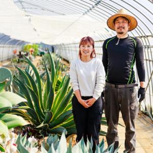 ふるさと納税 多肉植物 アガベ シュリベイ マ...の詳細画像2