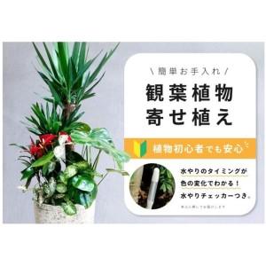 ふるさと納税 【福岡市】観葉植物の寄せ植え（ユッカ）観葉植物 植物 花 木 インテリア アクセント 福岡県福岡市