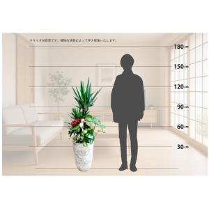 ふるさと納税 観葉植物の寄せ植え(ユッカ)観葉...の詳細画像1