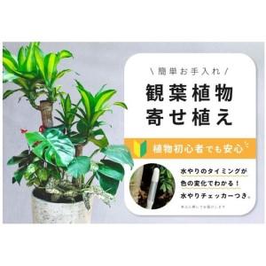 ふるさと納税 【福岡市】観葉植物の寄せ植え（幸福の木）観葉植物 植物 花 木 インテリア アクセント 福岡県福岡市