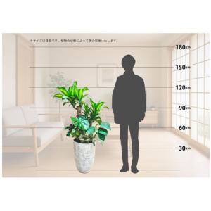 ふるさと納税 観葉植物の寄せ植え(幸福の木)観...の詳細画像1