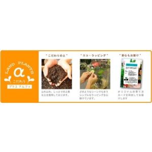 ふるさと納税 オリーブ(自然樹形) 黒色 ファ...の詳細画像4