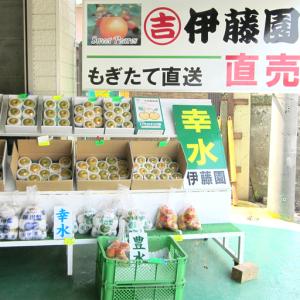 ふるさと納税 市川の梨 あきづき 5玉〜7玉 ...の詳細画像1