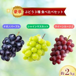 ふるさと納税 【2026年先行予約】ブドウ3種食べ比べセット約2kg（シャインマスカット・ナガノパープル・クイーンルージュR?）｜ぶどう 長野県千曲市