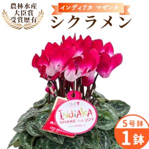 ふるさと納税 《予約品》シクラメン インディカ 色：マゼンタ 農林水産大臣賞受賞歴あり 愛知県産 シクラメン ５号鉢 花 プレゼント 贈り物 鉢花.. 愛知県設楽町