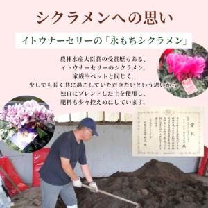 ふるさと納税 《予約品》シクラメン インディカ...の詳細画像1