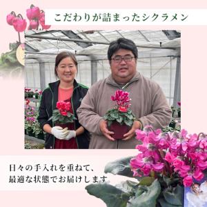 ふるさと納税 《予約品》シクラメン インディカ...の詳細画像2