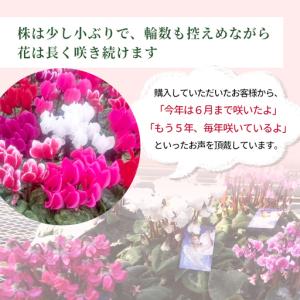 ふるさと納税 《予約品》シクラメン インディカ...の詳細画像3