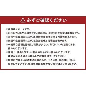 ふるさと納税 オリジナルビオラおまかせアソート...の詳細画像3