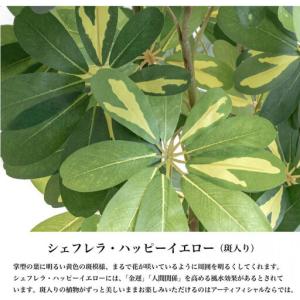 ふるさと納税 人工観葉植物 カポック斑入り 1...の詳細画像2