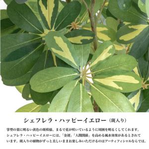 ふるさと納税 人工観葉植物 カポック斑入り 1...の詳細画像2