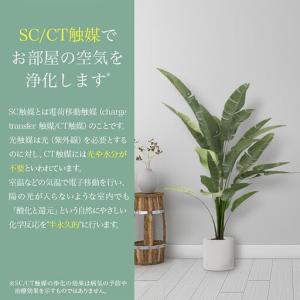 ふるさと納税 人工観葉植物 カポック斑入り 1...の詳細画像4