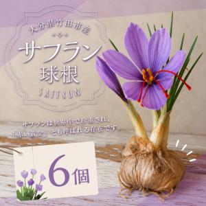 ふるさと納税 竹田市産サフラン球根 6個セット ...の商品画像