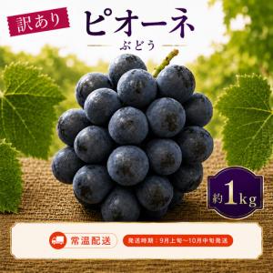 ふるさと納税 ＜訳あり＞ 家庭用ピオーネ 約1kg｜味はそのまま・ご家庭用におすすめ（常温配送）《9月上旬-10月中旬出荷予定》期間限定 フル.. 広島県神石高原町