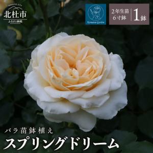 ふるさと納税 【2027年2月以降発送】バラ苗鉢植え「スプリングドリーム」 [h190] 山梨県北杜市