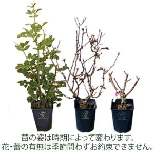 ふるさと納税 【2027年2月以降発送】バラ苗...の詳細画像3