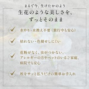 ふるさと納税 エミリオロバ ファレノプシス2点...の詳細画像1