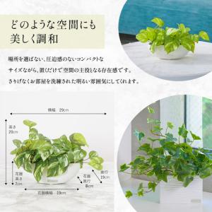ふるさと納税 観葉植物 エミリオ・ロバ アイビ...の詳細画像1
