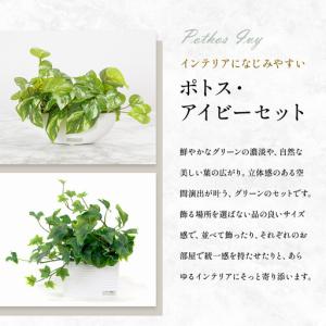 ふるさと納税 観葉植物 エミリオ・ロバ アイビ...の詳細画像2