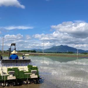 ふるさと納税 【ふるなび限定】米 精米 R7年...の詳細画像3