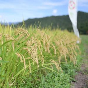 ふるさと納税 ≪新米先行予約≫【定期便12回】...の詳細画像3