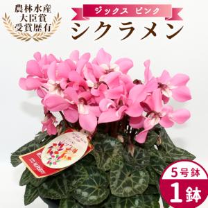ふるさと納税 〈予約品〉【シクラメン:ジックス ...の商品画像