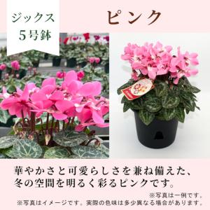 ふるさと納税 〈予約品〉【シクラメン:ジックス...の詳細画像1