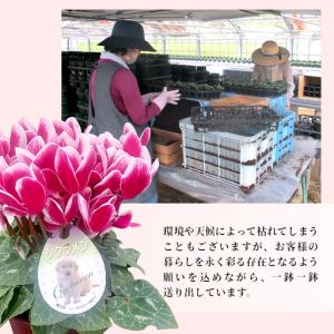 ふるさと納税 〈予約品〉【シクラメン:ジックス...の詳細画像4