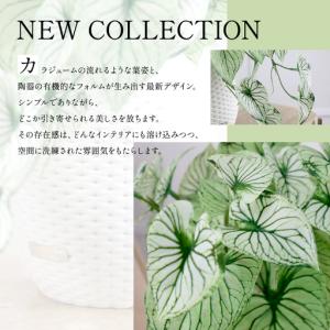 ふるさと納税 カラジュームL25 TUTEB-...の詳細画像2