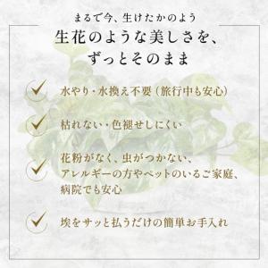 ふるさと納税 BONSAI 2L26-b TU...の詳細画像4